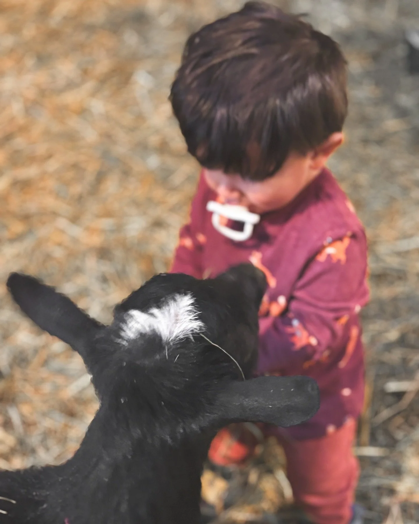 Photo of the day 🥰 my little farm hand and his fancy lady 💗 #fancythegoat

#goatsofwisteriaway #wisteriaway #wisteriawayhomestead