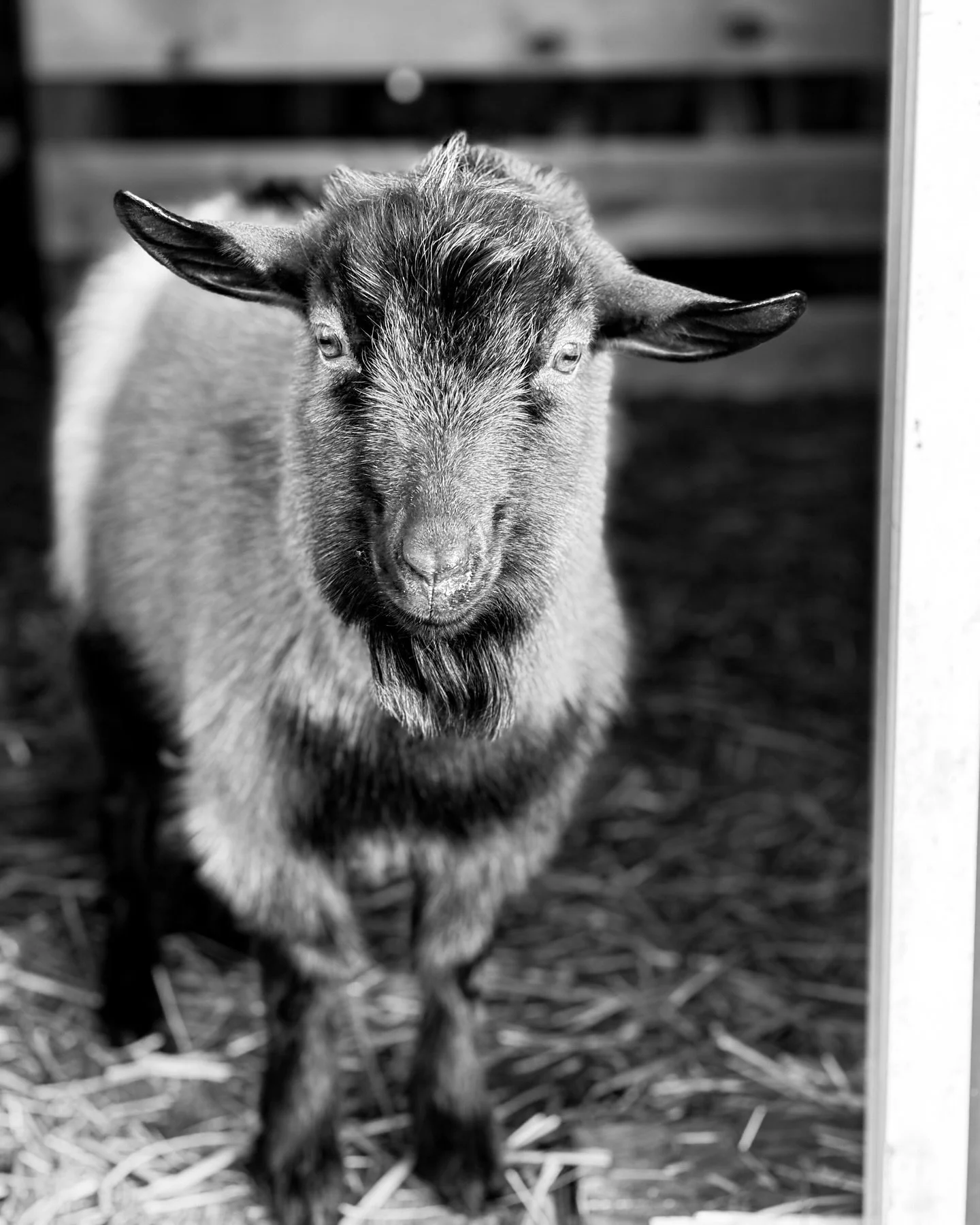 I seriously couldn&rsquo;t ask for a sweeter buck to have in my herd 🥹 Mr T can free range without worry, can chill with the bred does without fuss, and can be in the bachelor pad without destroying things 🤪 I know it&rsquo;s a short list of hopes 