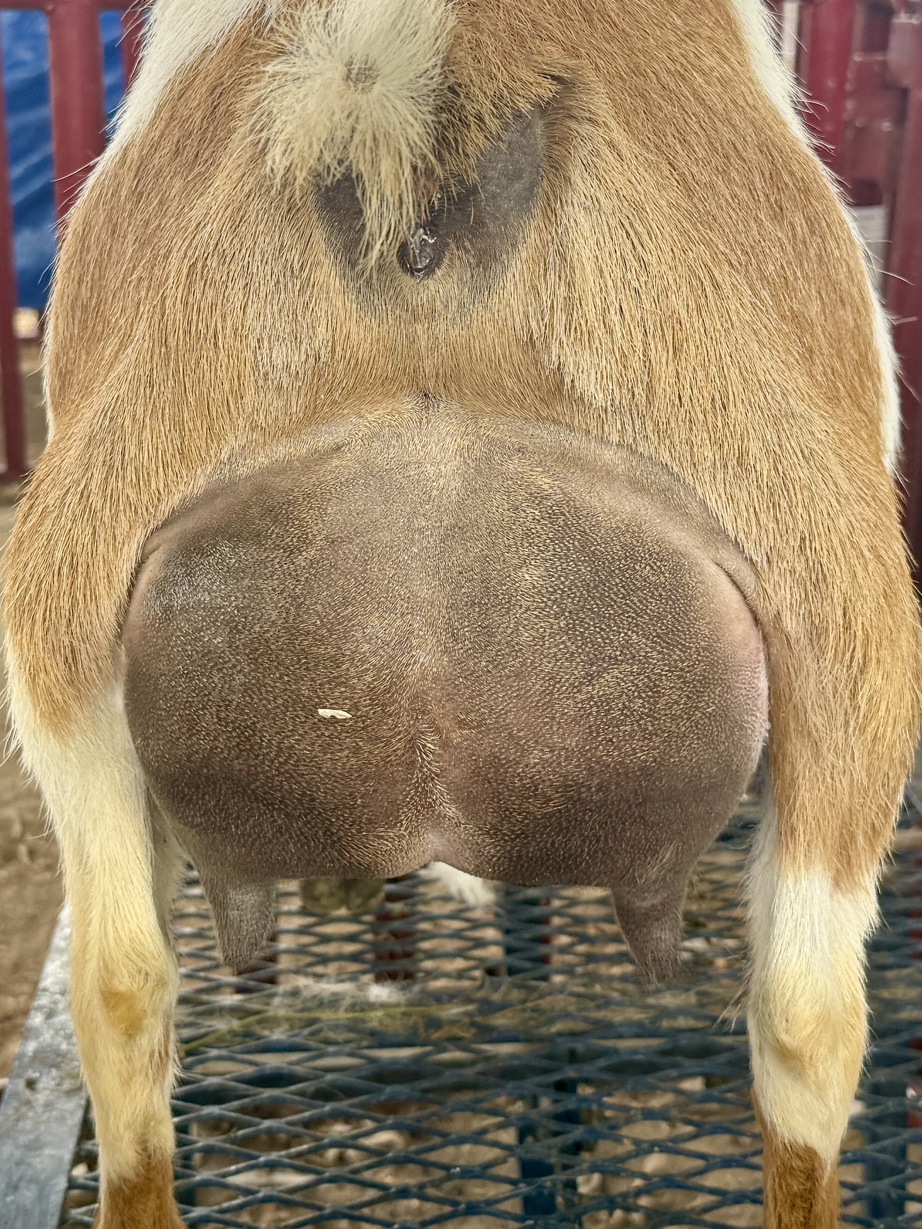 Dam's Udder