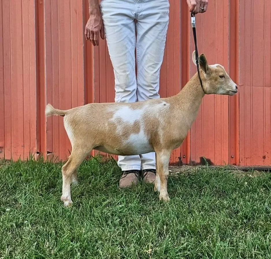 2024 Daughter: PRIMROSE HILL BEUANANA PARFAIT (PC Primrose hill)