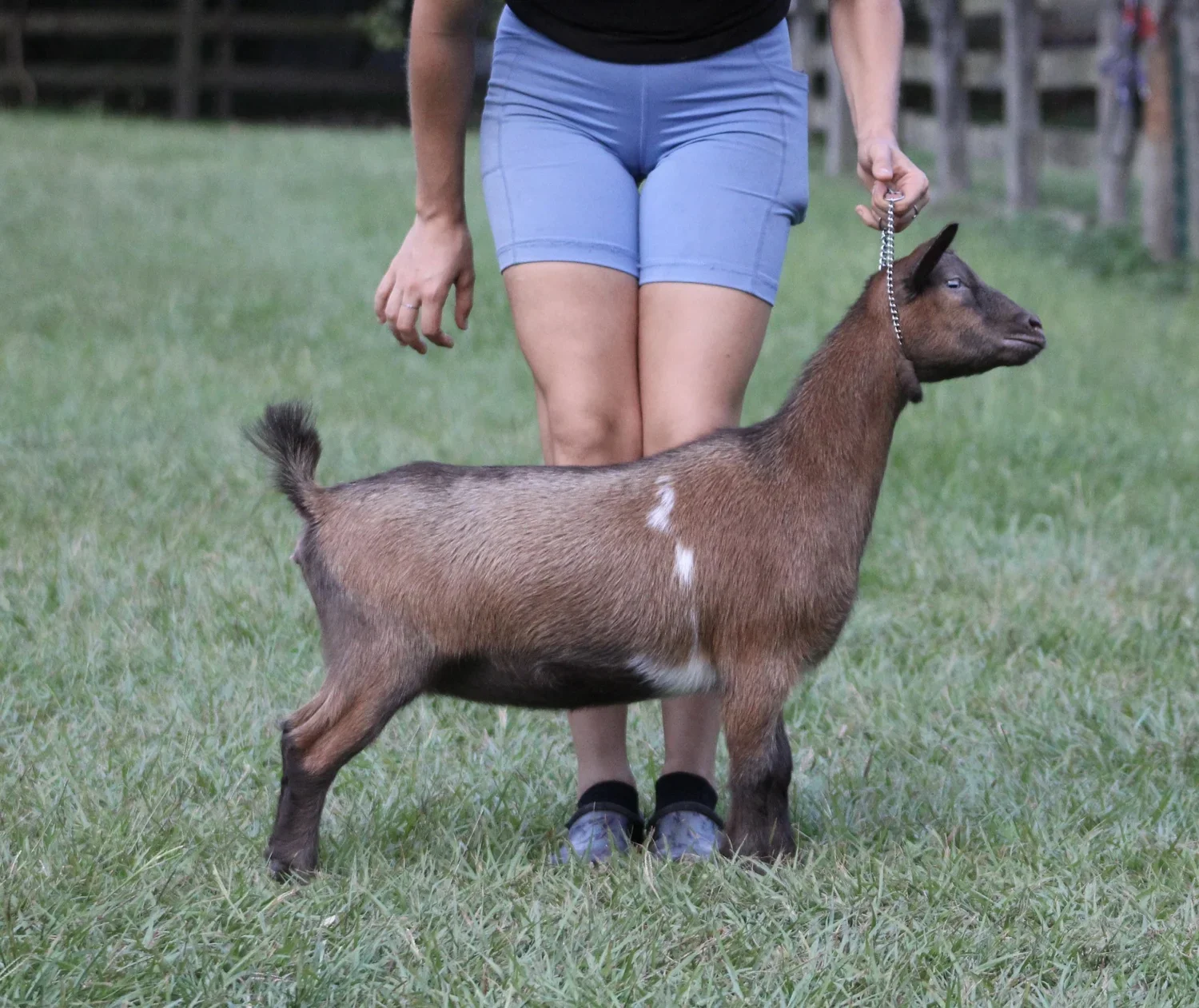 Winning Streak CM LucyInTheSky (2025 National Reserve Champion Jr) Maternal Sister (PC Winning Streak)