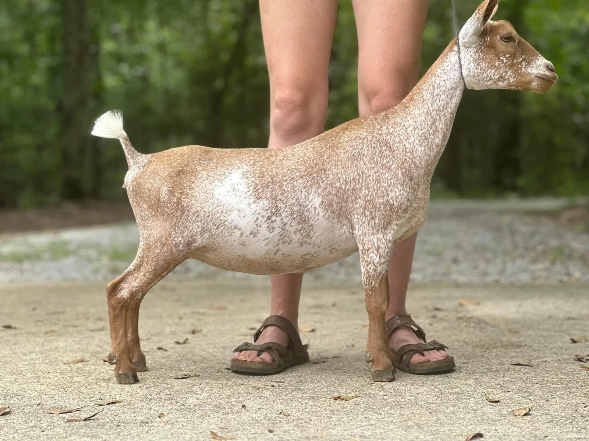 Maternal Sister (pc BRE)