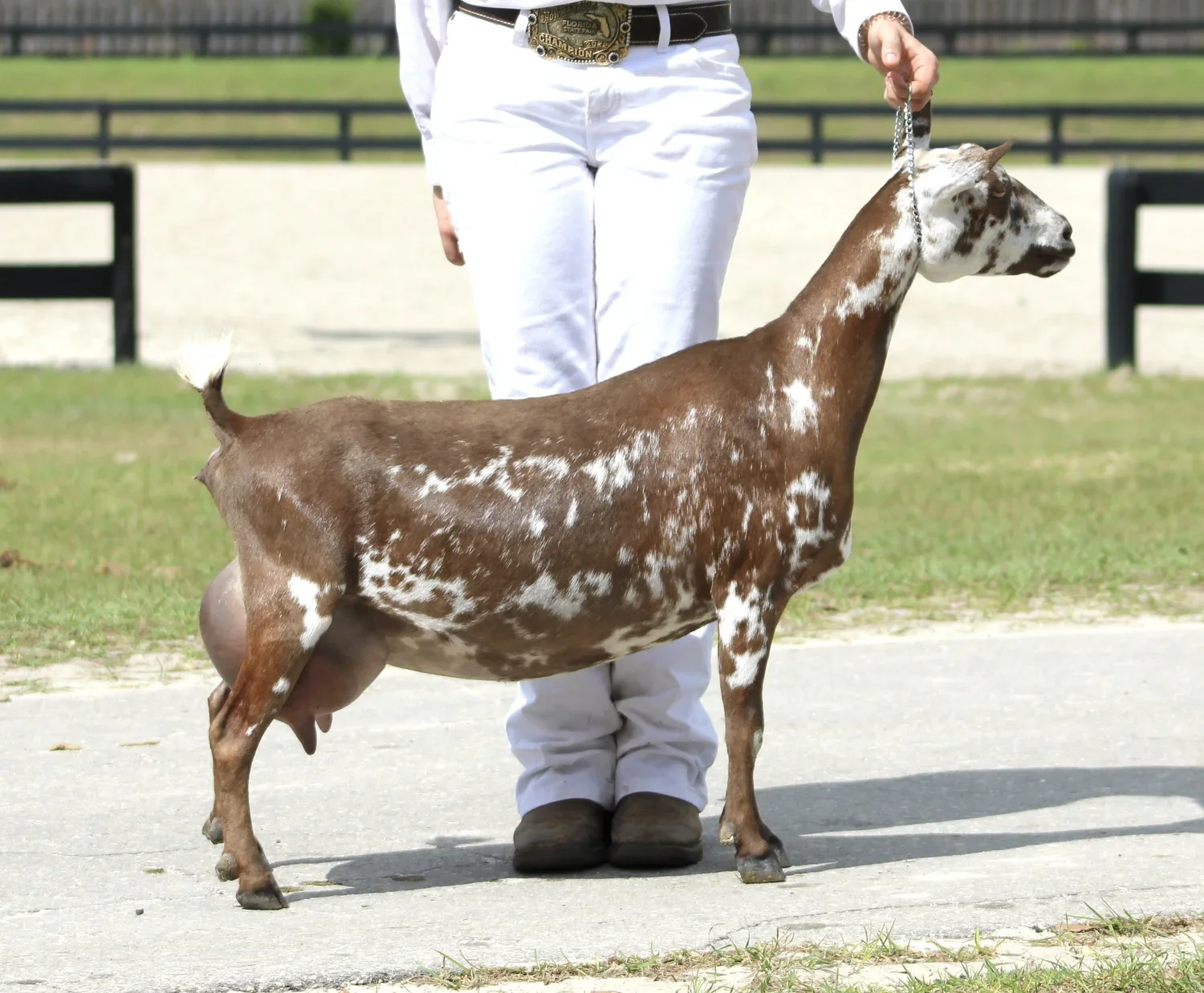 Daughter: SDG Poptart’s Penelope 5*M EEEE90