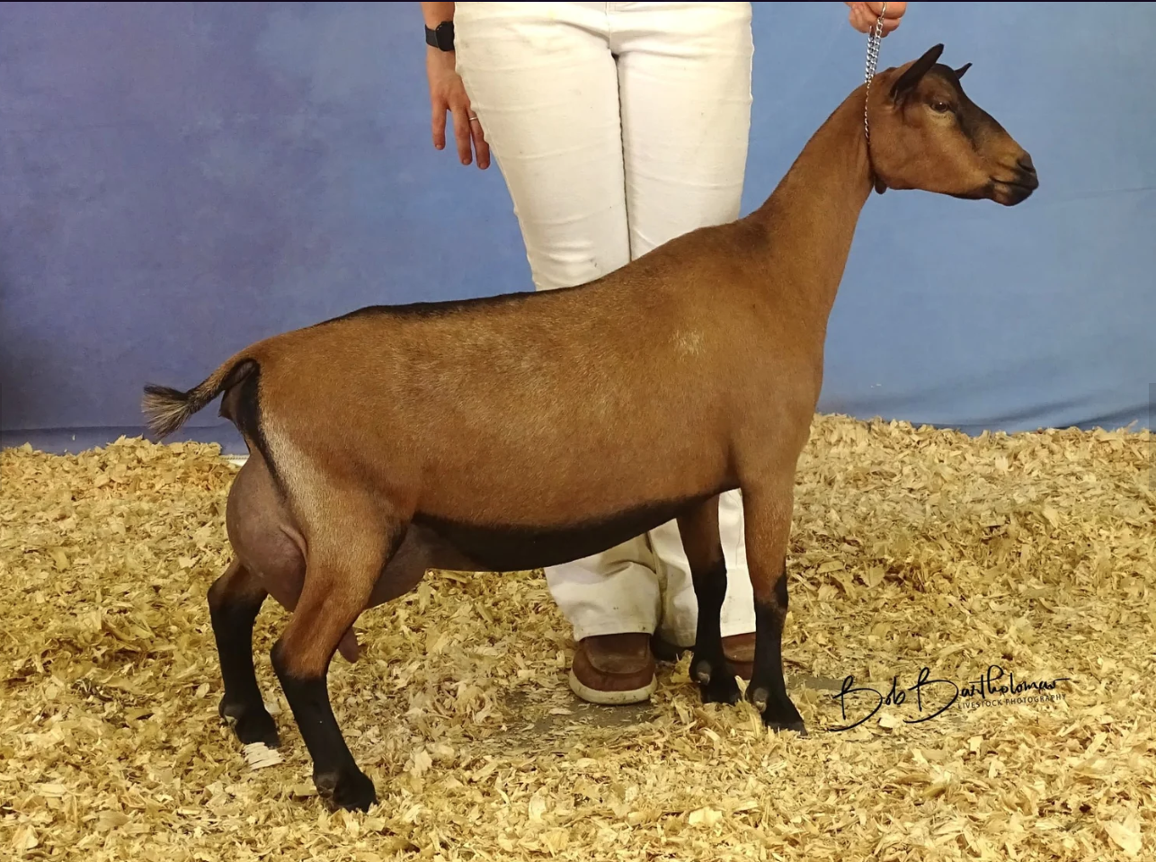 Littermate: GCH Winning Streak R Genuine Risk;  9th Place 2 Year Old Milker (FF) — 2025 ADGA Nationals
