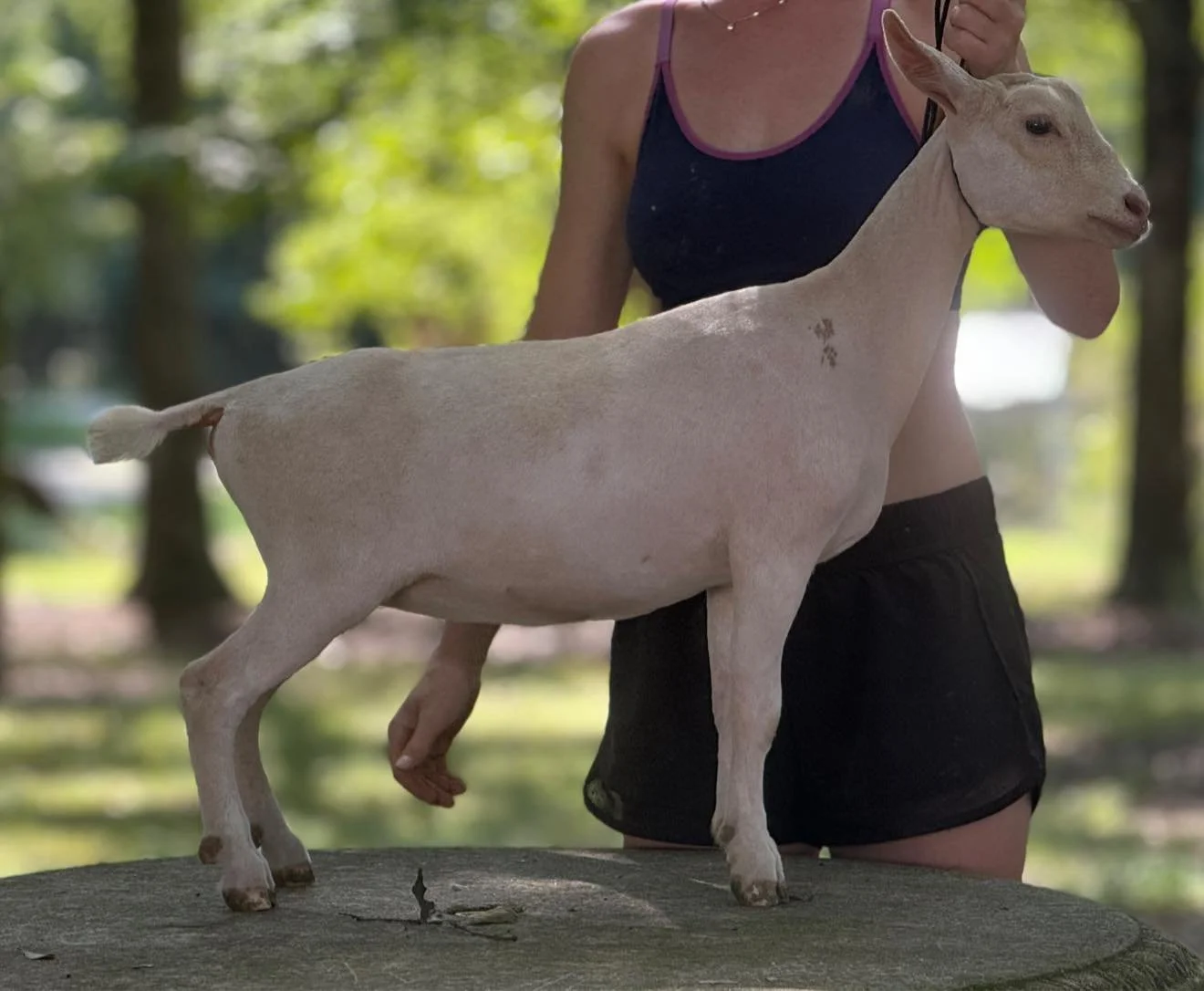 daughter: Bella Rossa Estate CherryOnTop 
(pc BRE)