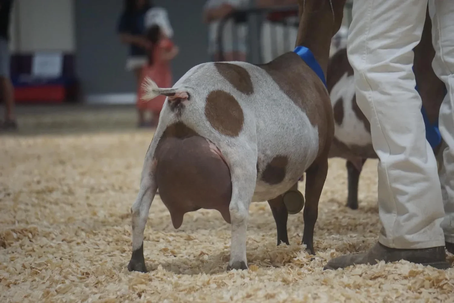 Sire's Dam 9 year old 8th Freshening
2025 ADGA National WIN
PC: Agape's Prize