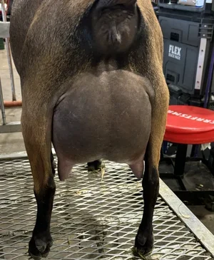FF udder
