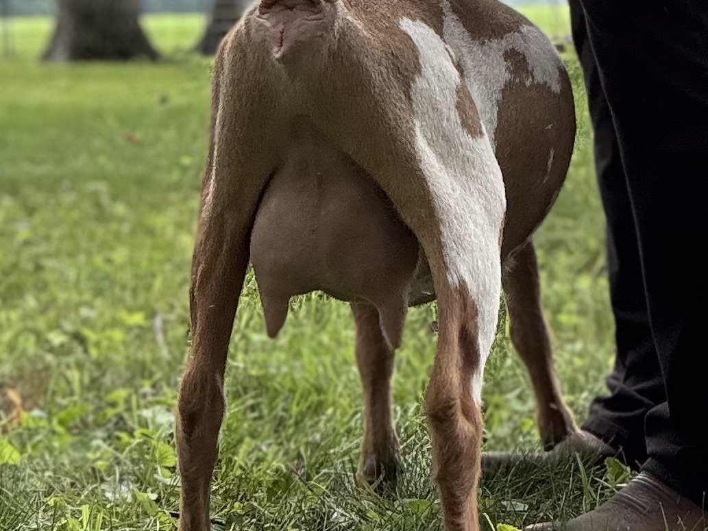 Itty Bitty udder presented for appraisal June 2025