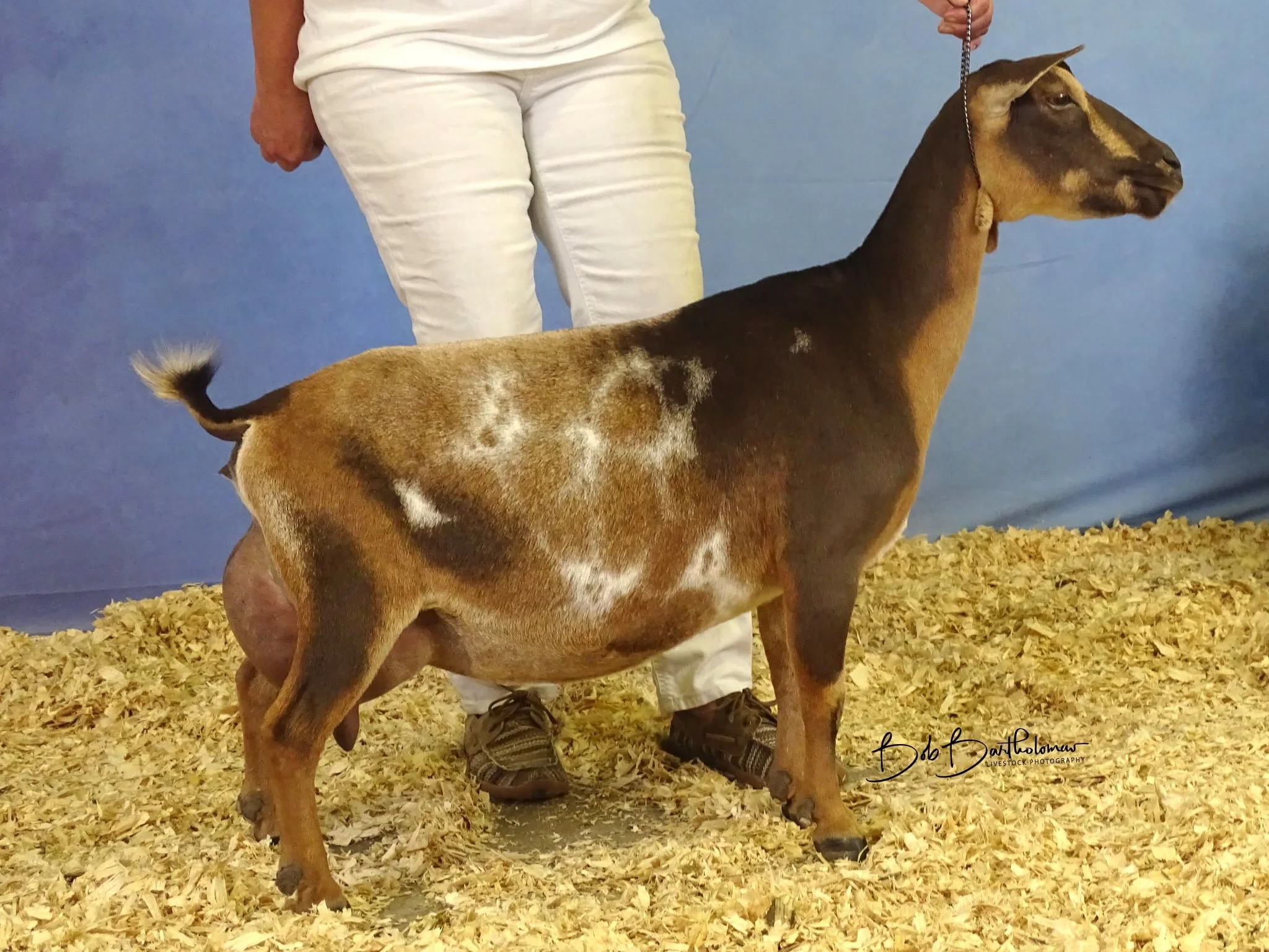 GCH Winning Streak CM Reflection 7*M VEEE 92- 2025 adga national show 6th place 4 year old - Paternal Sister (PC MerryTale Farm)
