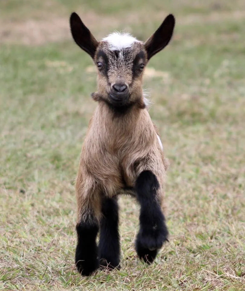 Baby Zenyatta (PC: W.S.)