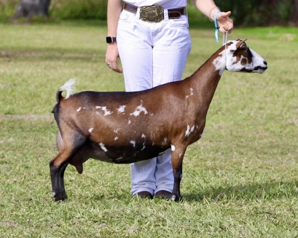 Daughter: GCH SDG Poptart’s Lollipop 5*M VEEE90
7th place 4yo @ 2024 ADGA Nationals 8th Place 2yo @2022 ADGA Nationals