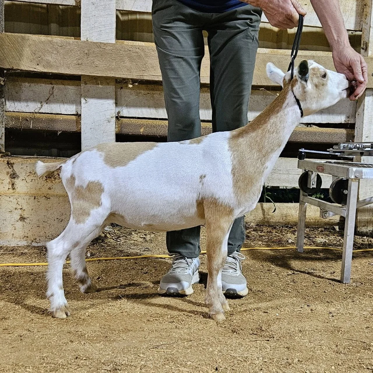 2025 daugher: PRIMROSE HILL BH SABRETTE (PC primrose hill)