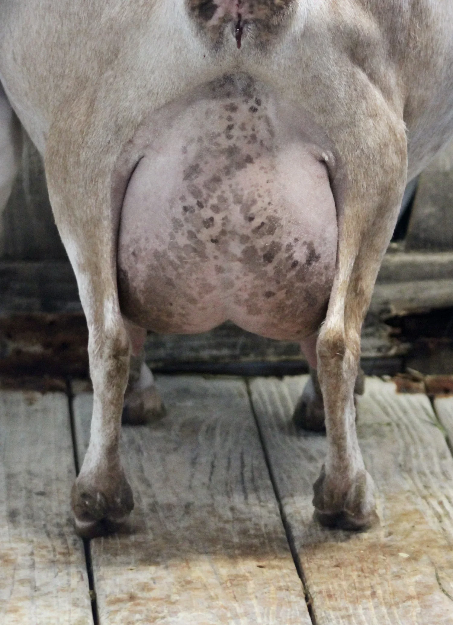 Poptart Udder
