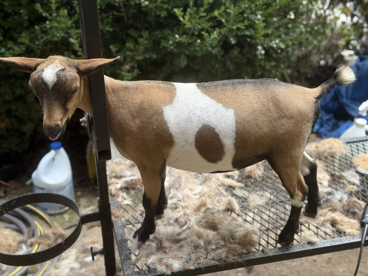 daughter: BELLA ROSSA ESTATE PIE N D SKY 
(pc BRE)