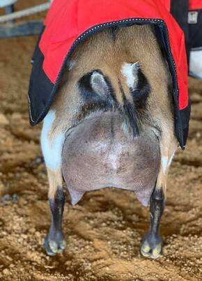 DAM 7 year old 7th freshening
PC: GTB Farm