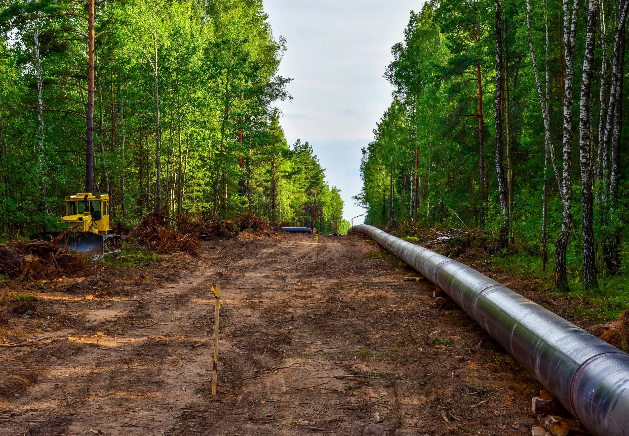 water pipeline above ground in forest
