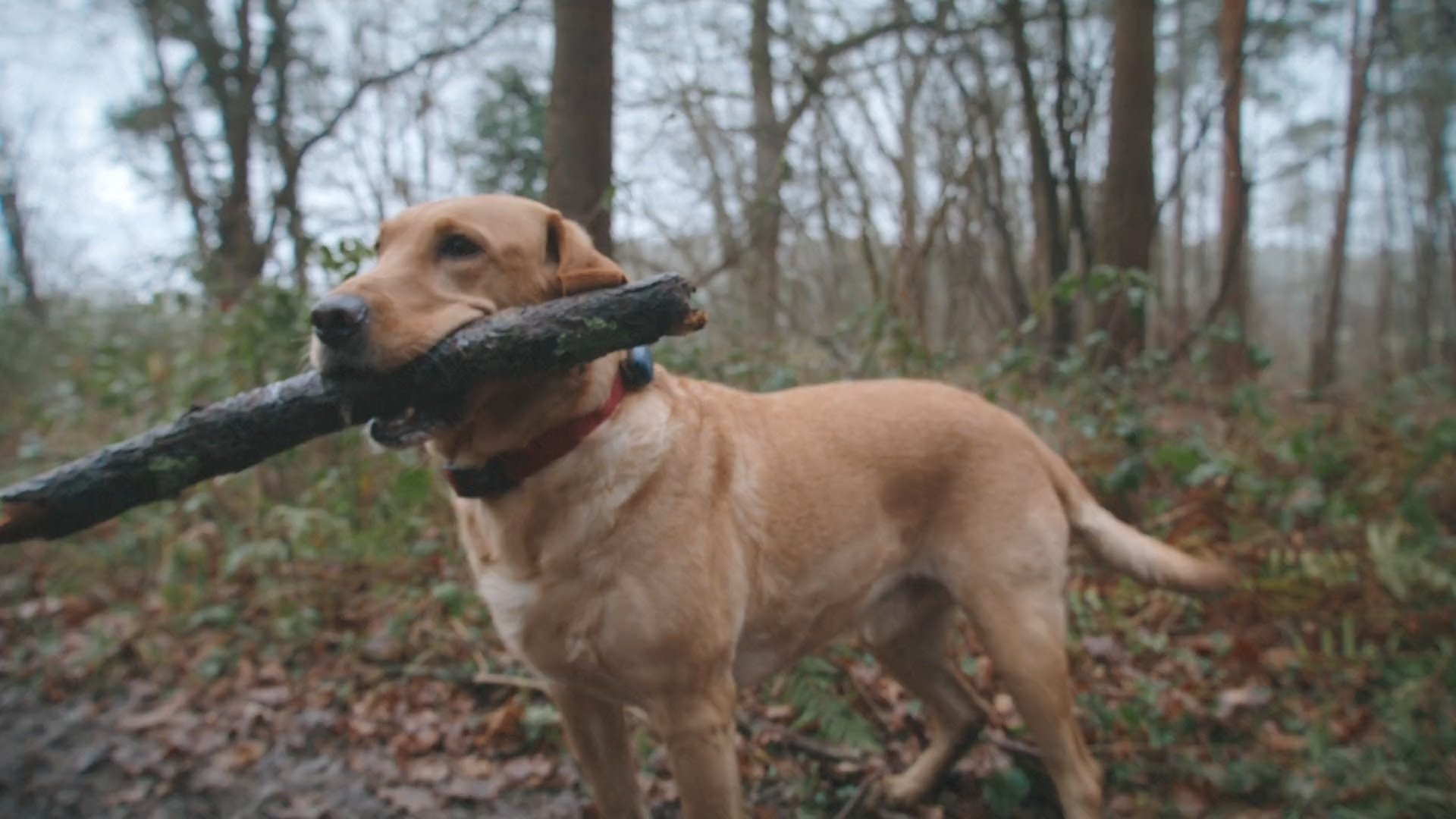 Petlink TV Spot