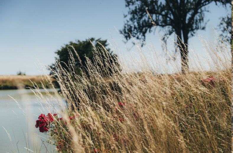 Herbe sèche près d'une rivière avec des arbres au fond, sous un ciel clair et ensoleillé.