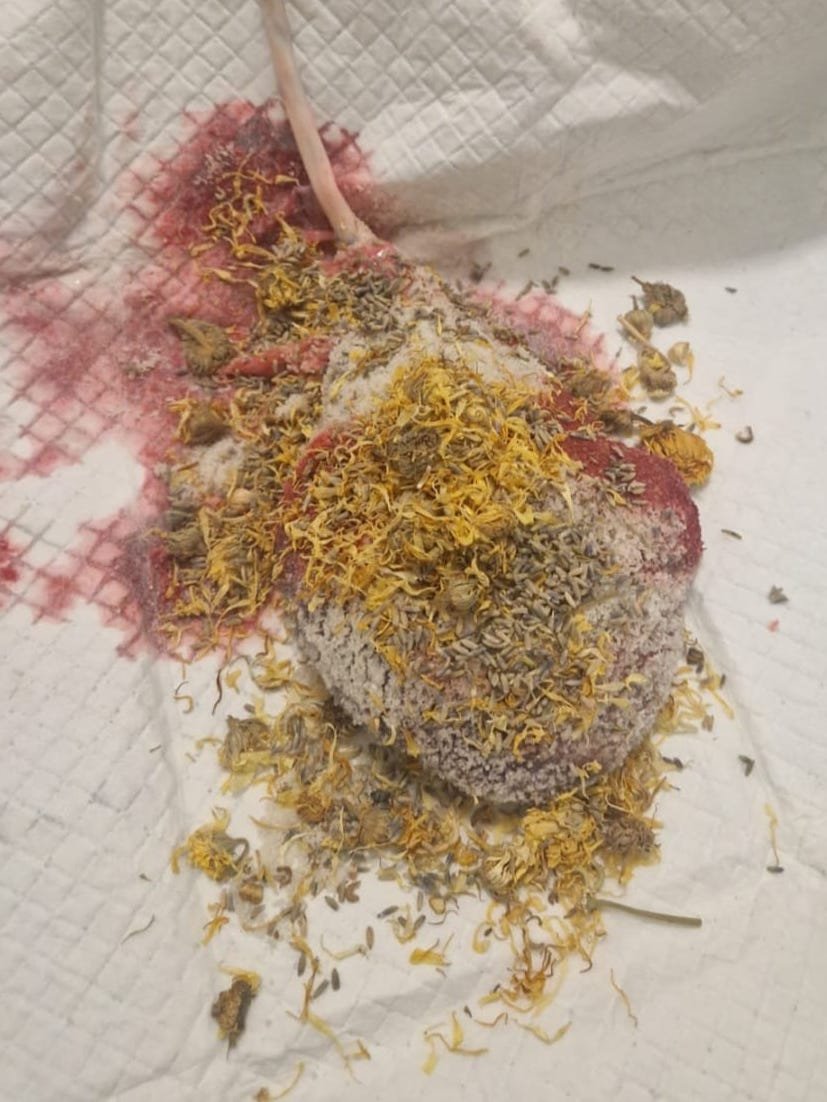 Placenta.jpg