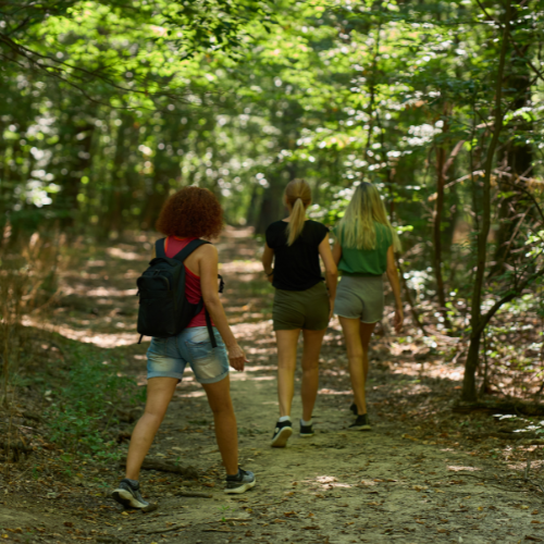 Group Forest Bathing Experience: 90 Min