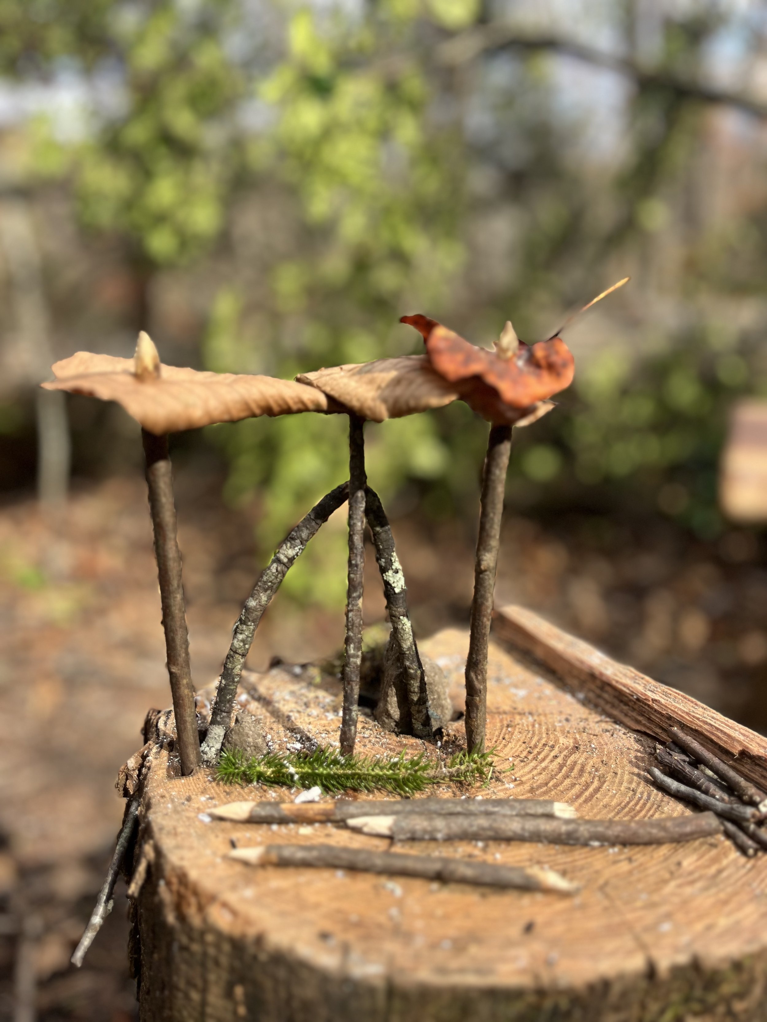 Sticks and leaves arranged on a tree stump, resembling a miniature structure, possibly an improvised shelter or sculpture.