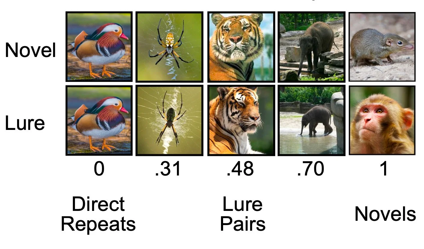 Sharpened visual memory representations are reflected in inferotemporal cortex