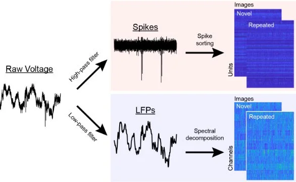 Neural representations of visual memory in inferotemporal cortex reveal a generalizable framework for translating between spikes and field potentials