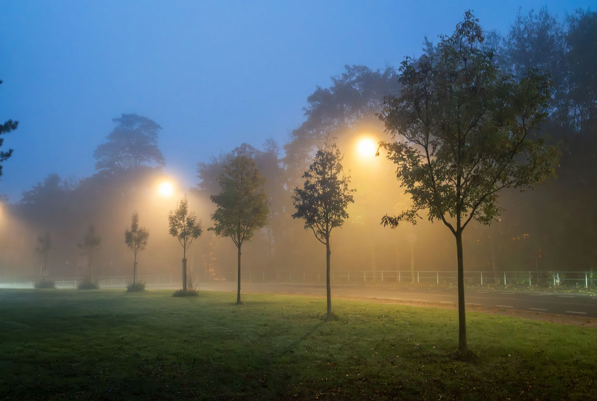 A row of small trees on a grassy area near a sidewalk, illuminated by streetlights at dusk or dawn, with fog creating a misty atmosphere.