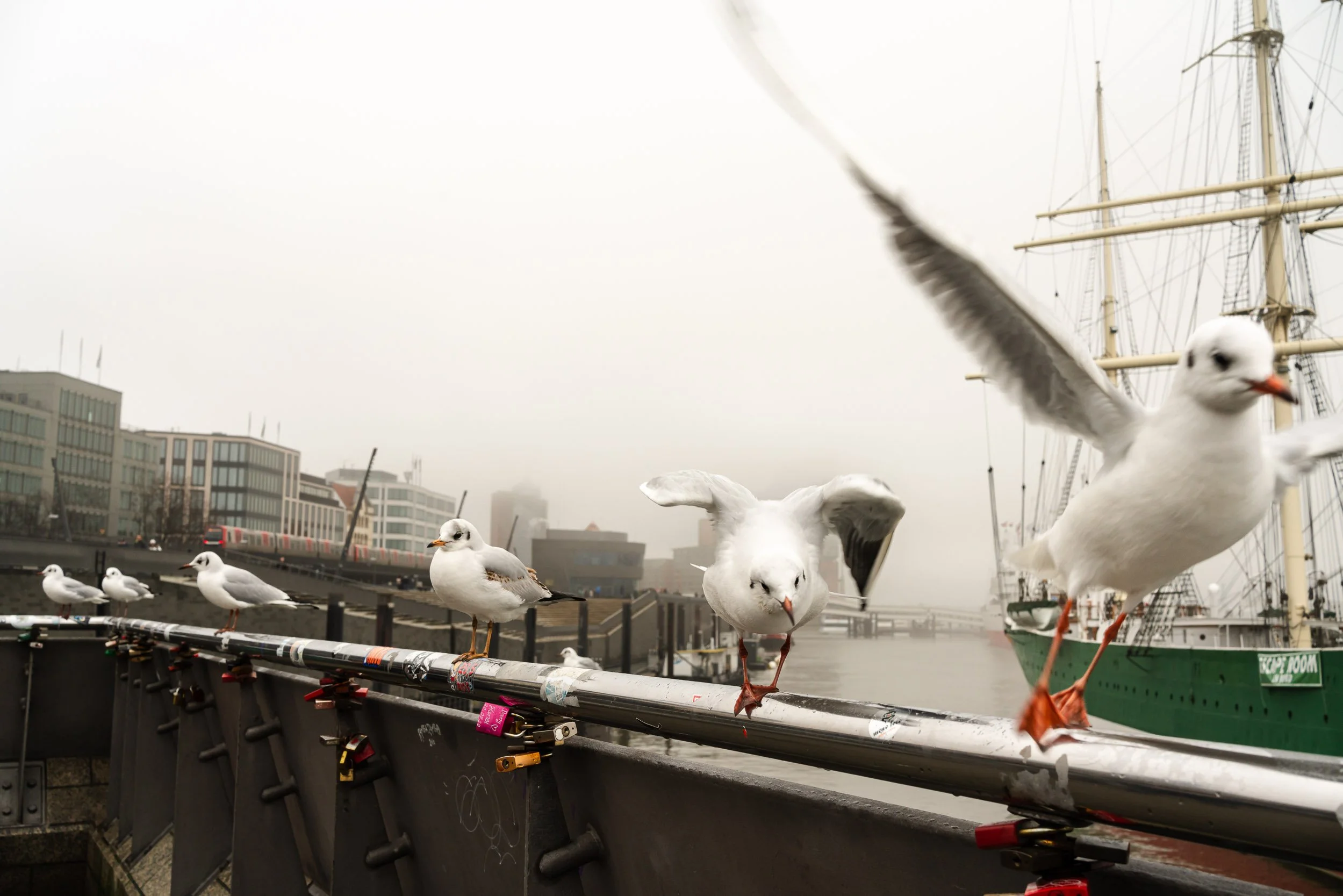 Seagulls perched and flying on a bridge railing with padlocks, with a cityscape and a large sailing ship in the background on a foggy day.
