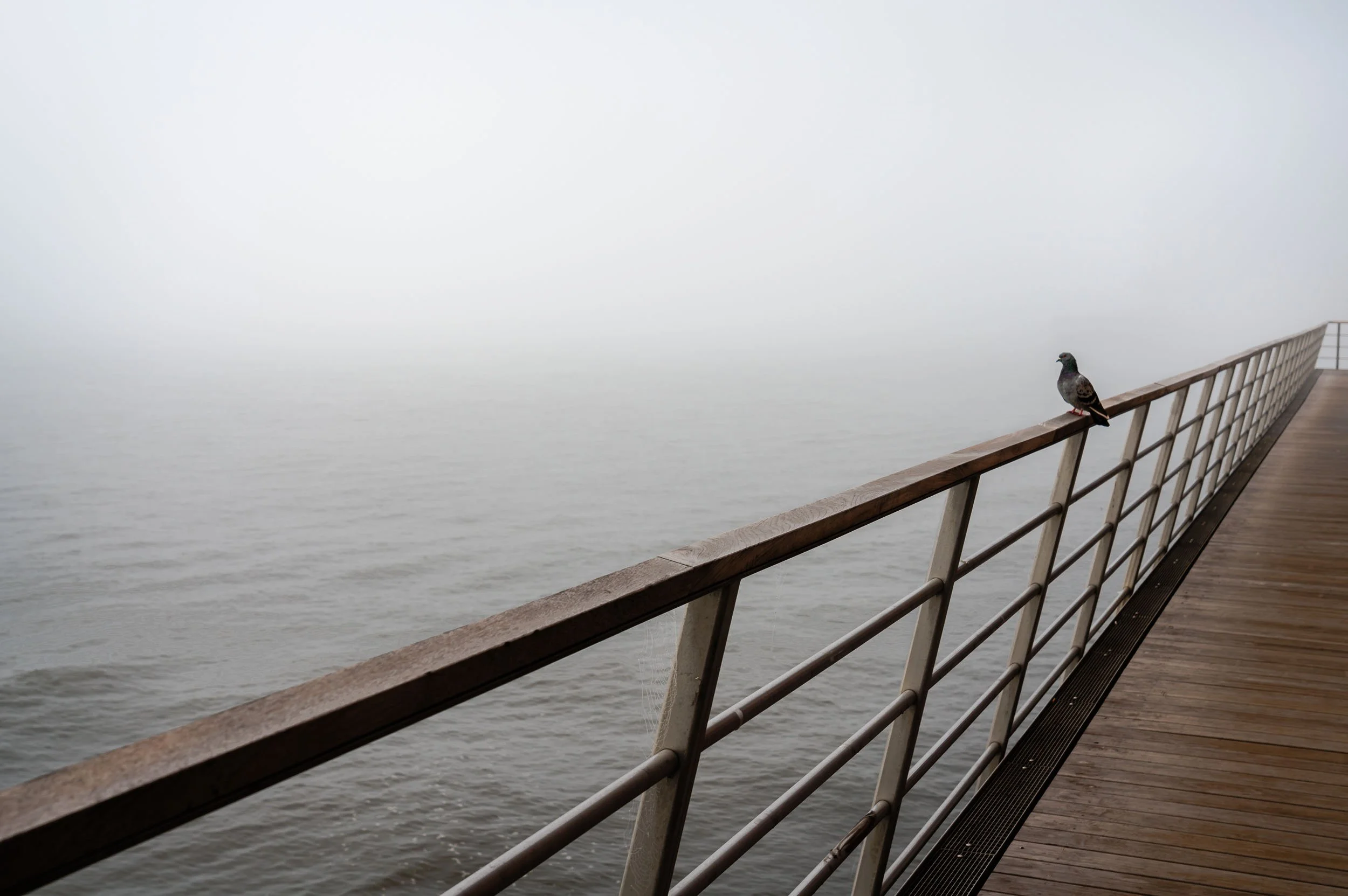 A pigeon perched on a railing of a wooden pier extending into a foggy, calm body of water.