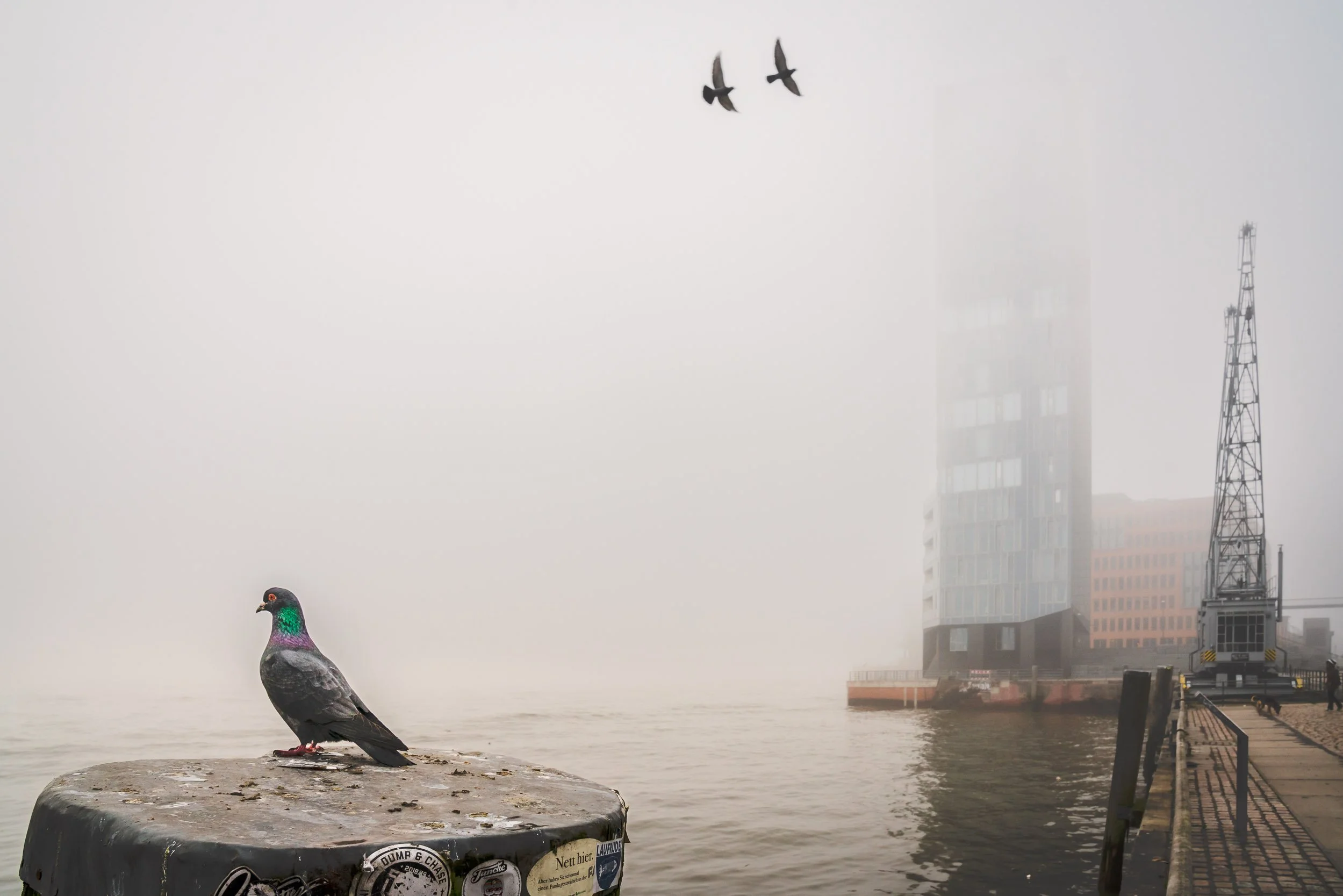 People standing on a foggy waterfront promenade with large sailing ships in the background and the sun setting or rising.