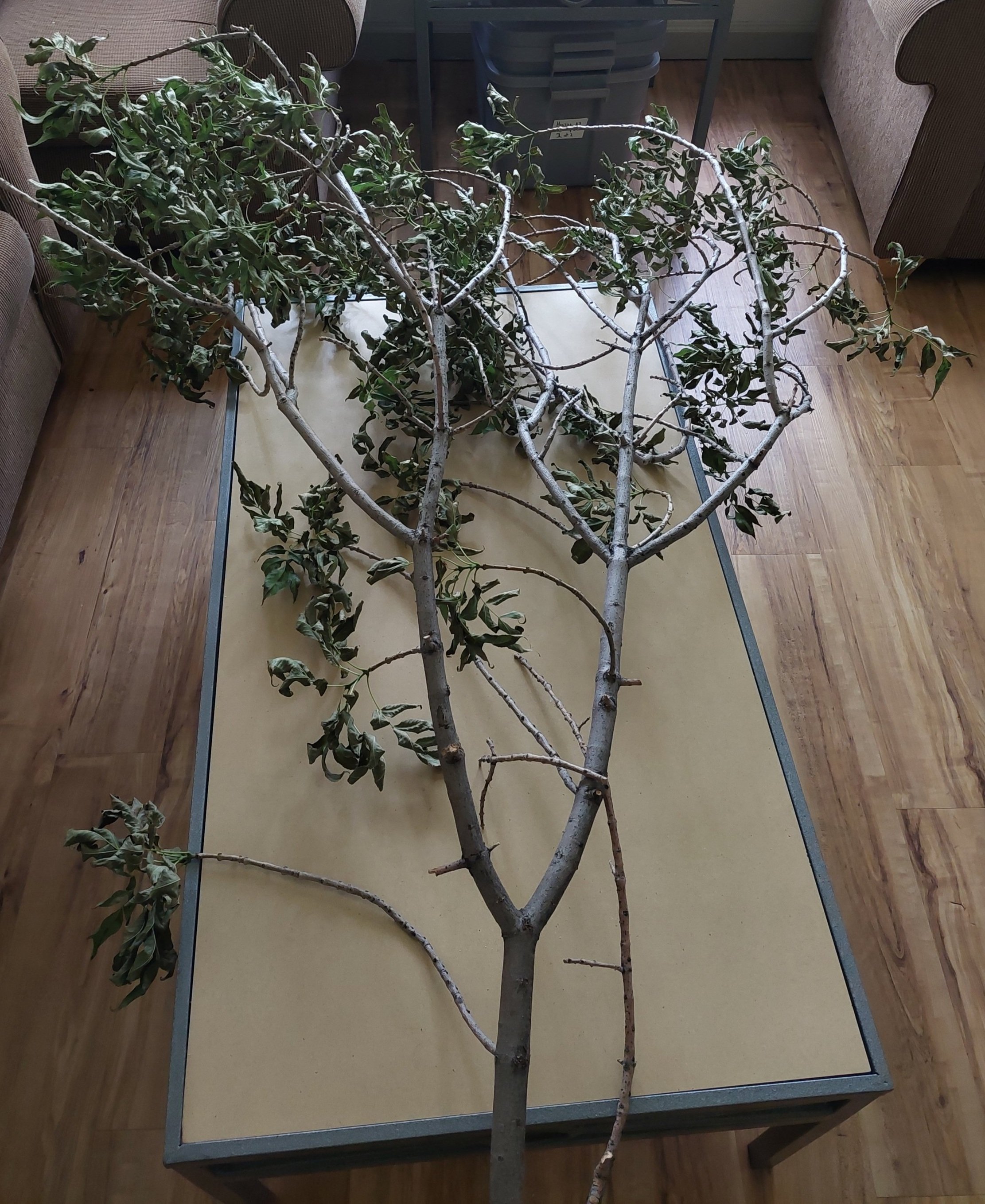 "Leafy screens" to represent the entrance of the Forest. Removed leaves from real branches, then secured fake, autumnal and non-flammable, leaves to the branches.