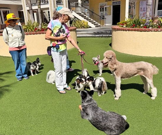 boarders and pets.jpg.JPG