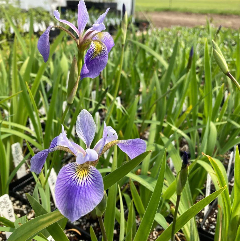 Wild Blue Iris