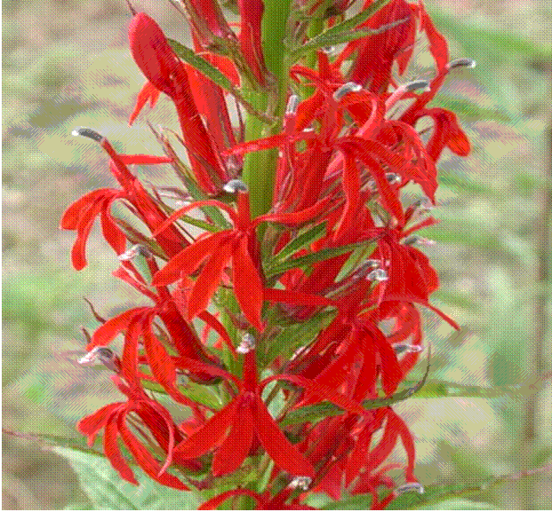 Cardinal Flower