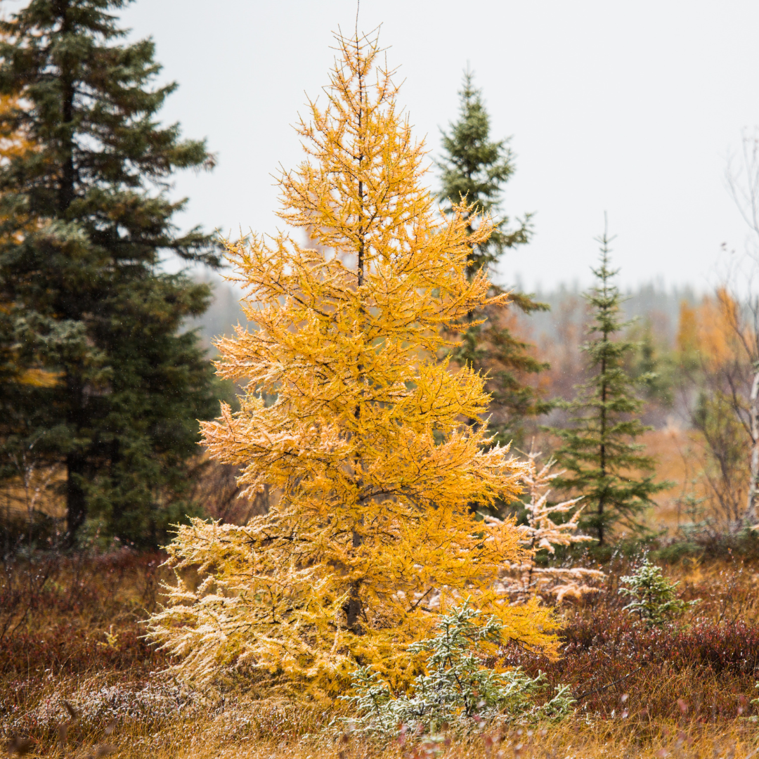 Tamarack Seedlings