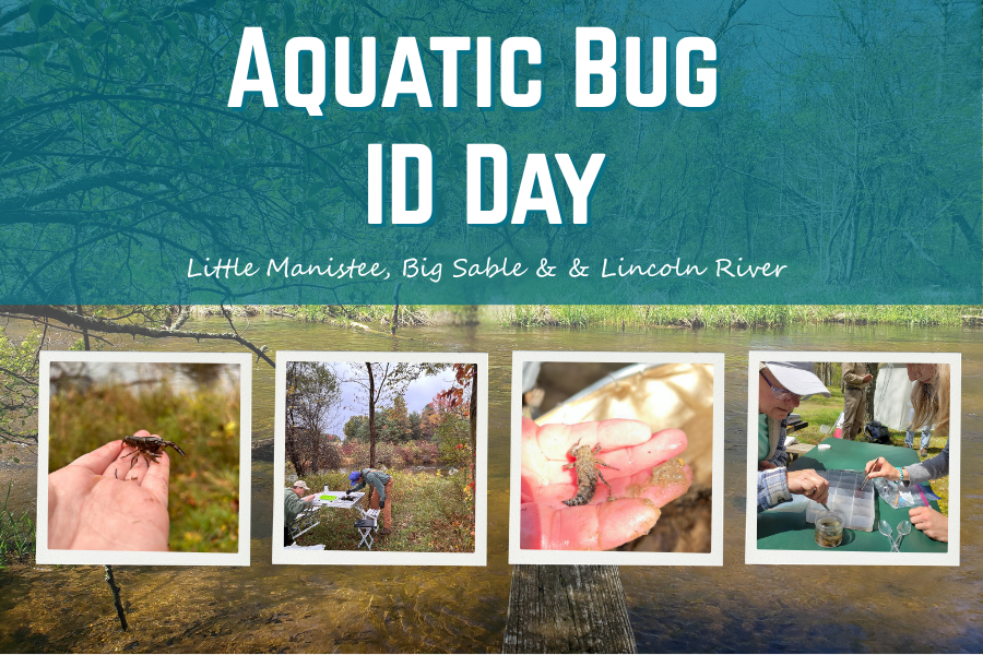Aquatic Bug ID Day - Day 1