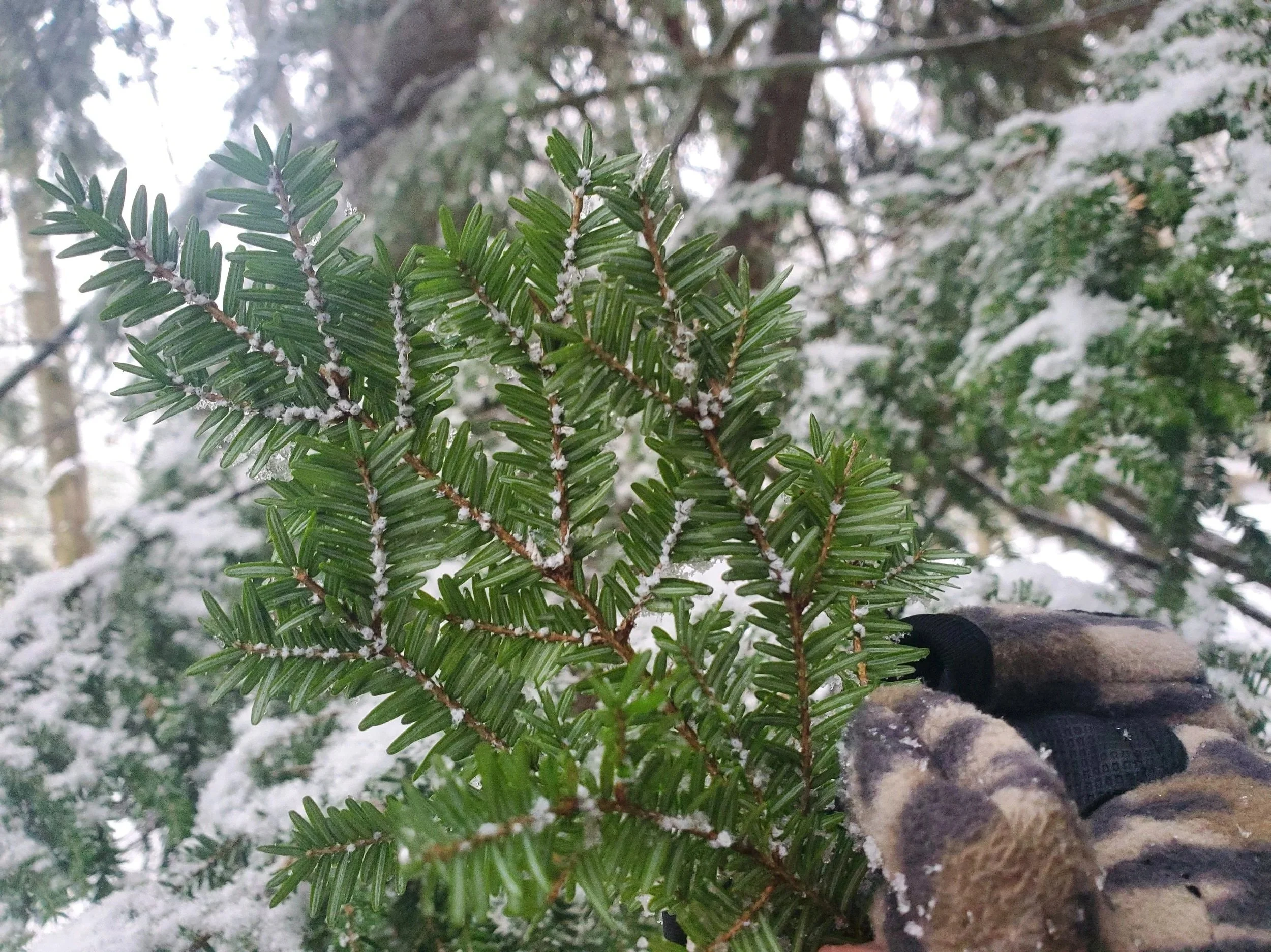 Hemlock Woolly Adelgid and Restoration Practices Presentation