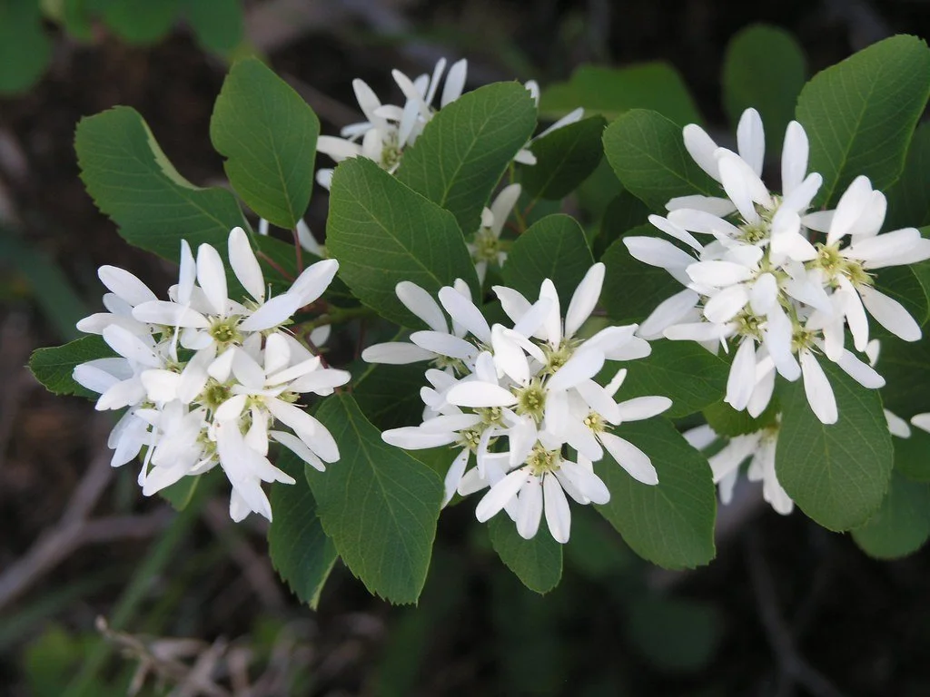 Allegheny Serviceberry