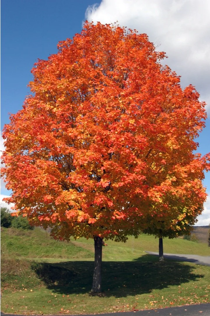 Sugar Maple