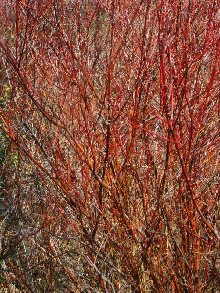 Red Osier Dogwood