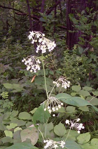 Poke Milkweed