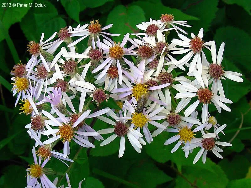 Bigleaf Aster