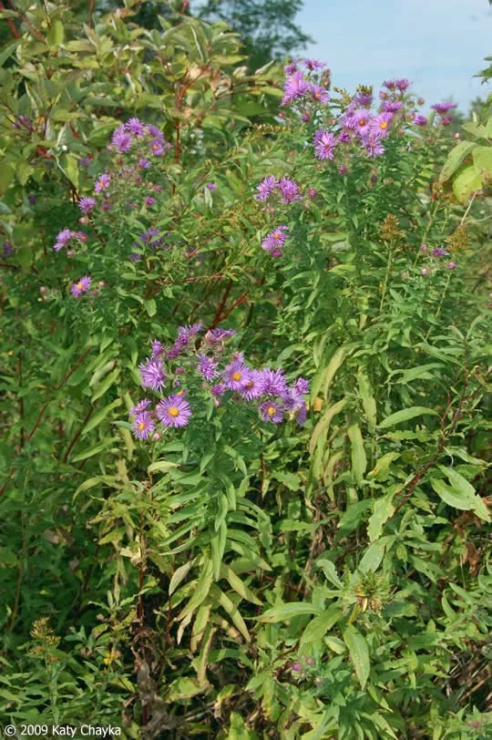 New England Aster.jpg
