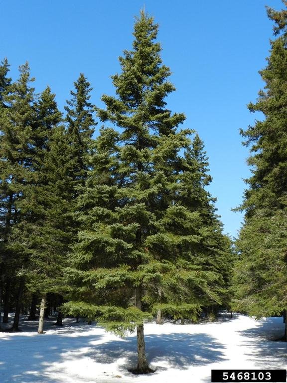 White Spruce Seedling