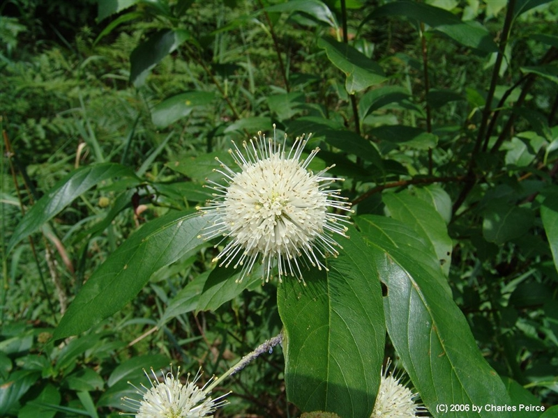 Buttonbush