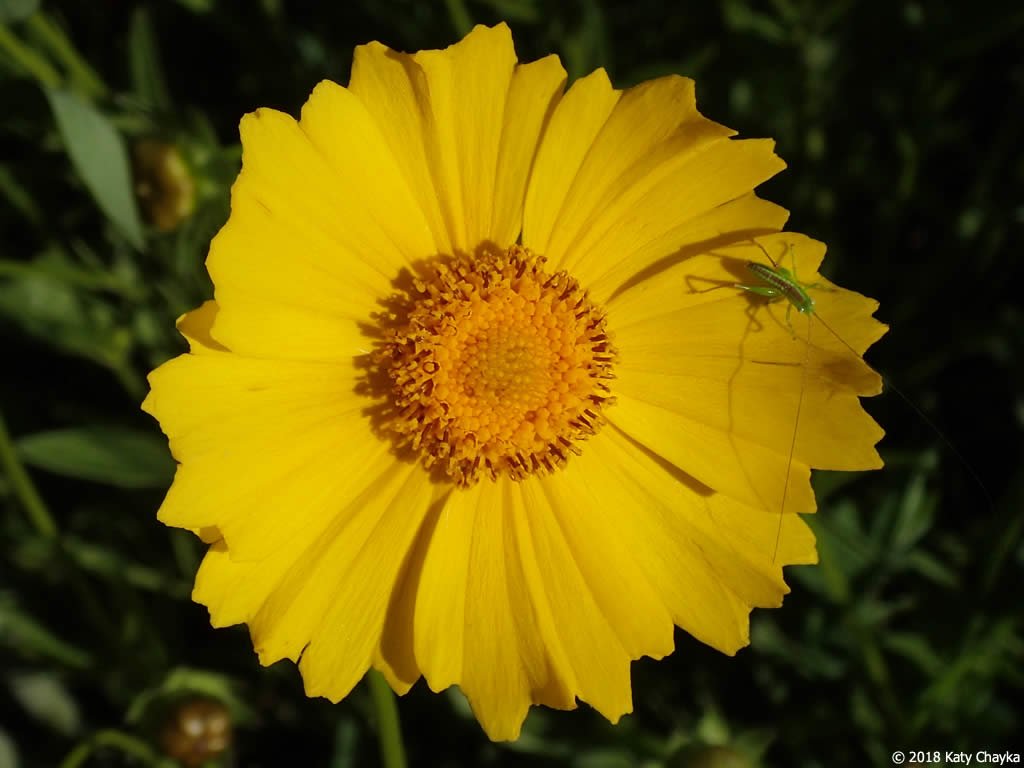Sand/Laceleaf Coreopsis