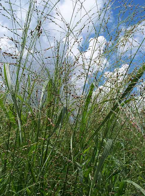 Switchgrass - Seed