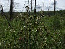 Scirpus_cyperinus.jpg