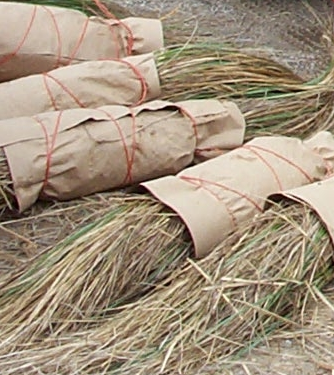 Beachgrass bundles.png